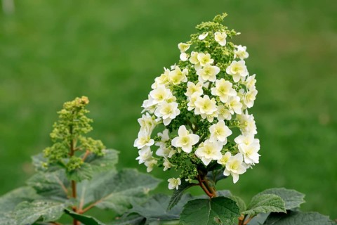 Oakleaf hydrangea (Hydrangea quercifolia), flower, in bloom, Germany, Europe