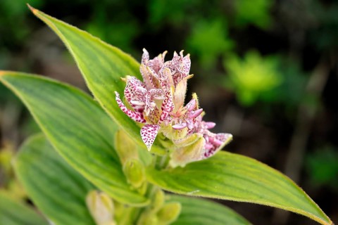 Bristly toad lily (Tricyrtis hirta), flowering, flower, Ellerstadt, Germany, Europe