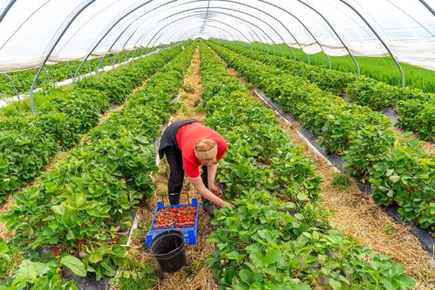 Harvesting strawberries, harvest helper, strawberry cultivation in the open field, under a foil