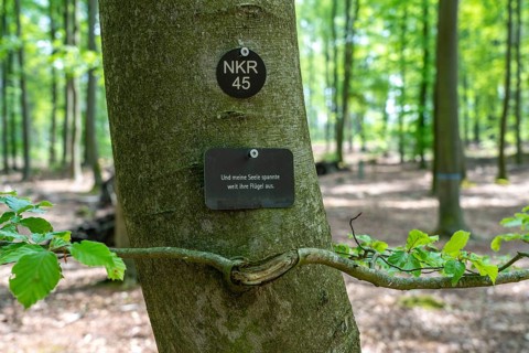 Cemetery forest, burial place in the forest, in biodegradable urns, under trees, Niederkrüchten,