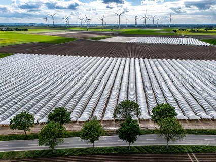 Agriculture, large areas with foil tunnel, for the cultivation of strawberries, freshly cultivated