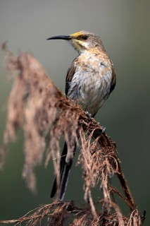 Cape Honeybird (Promerops cafer), adult, male, perch, Kirstenbosch Botanical Gardens, Cape Town,