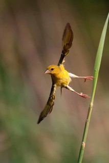 Eastern golden weaver (Ploceus subaureus), adult, female, aut Warte, flying up, Saint Lucia