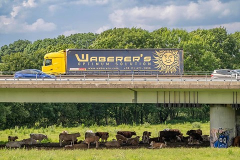 Lorry on the A40 motorway, bridge over the Ruhr and Styrumer Ruhrauen, herd of cattle, dairy cows