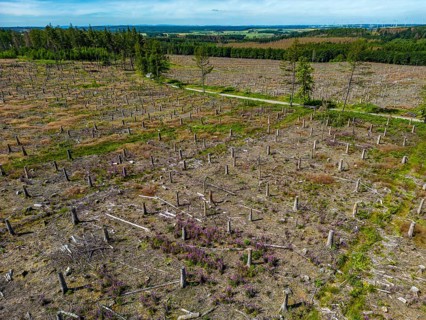 Cleared forest in the Eggegebirge, near Lichtenau, Paderborn district, site of a spruce forest that