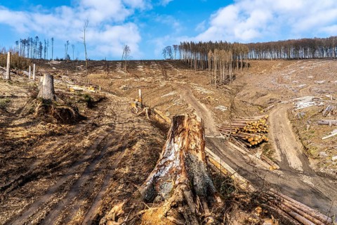 Cleared forest area north of the village of Öventrop, district of Arnsberg, dead spruce stands were