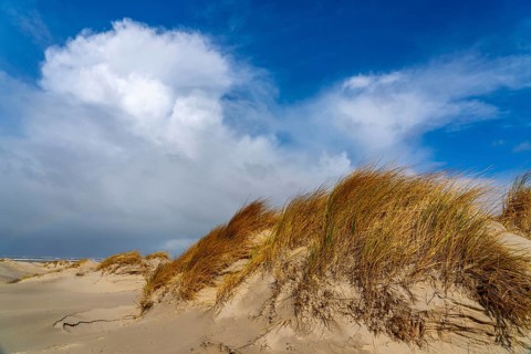 Dune landscape, sand dunes, dune grass in the west of Borkum, island, East Frisia, winter, season,