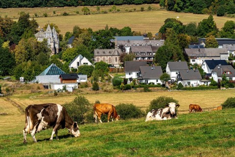 Cattle pasture near the village of Gevelinghausen, dairy cows grazing in a meadow, landscape in