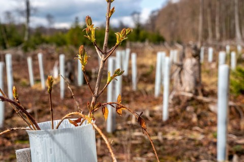 Reforestation in the Arnsberg Forest near Rüthen-Nettelstädt, Soest district, young trees in