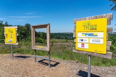 Reforestation in the Arnsberg forest above the Möhnesee, Soest district, citizens' forest project,