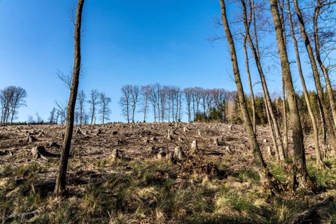 Cleared forest area north of the village of Hirschberg, Soest district, dead spruce stands were