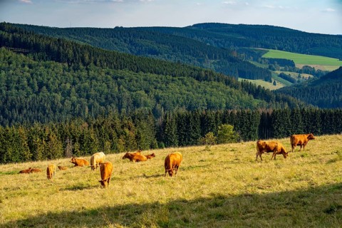 Landscape in the Rothaargebirge, Sauerland, near Langewiese, cattle on a pasture, view to the