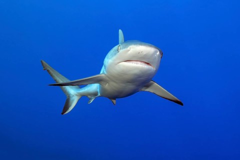 Grey reef shark (Carcharhinus amblyrhynchos) swims with spread fins and slightly open mouth towards