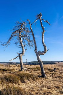 Noir Flohay ghost forest, remnants of a forest fire from 2011 in the High Fens, high moor, in the