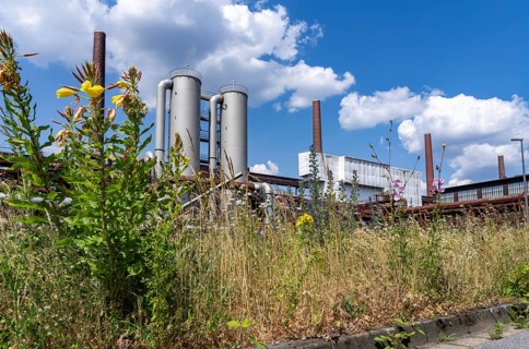 Nature at the Zollverein coking plant, Zeche Zollverein, flowering meadows between conveyor