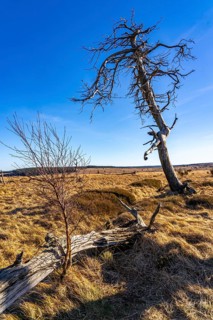 Noir Flohay ghost forest, remnants of a forest fire from 2011 in the High Fens, high moor, in the