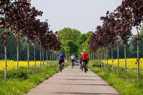 The avenue cycle path between Xanten and Marienbaum, Kalkar, on the Lower Rhine, former railway