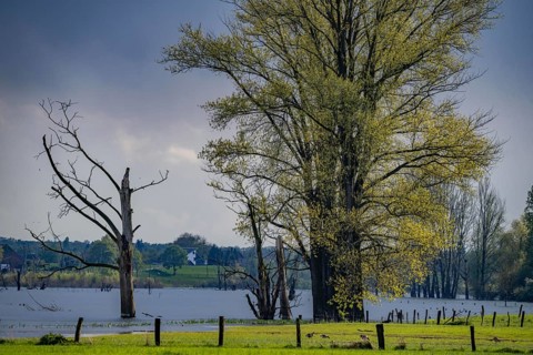 Bislicher Insel, nature reserve on the Lower Rhine near Xanten, formed from old Rhine arms, gravel