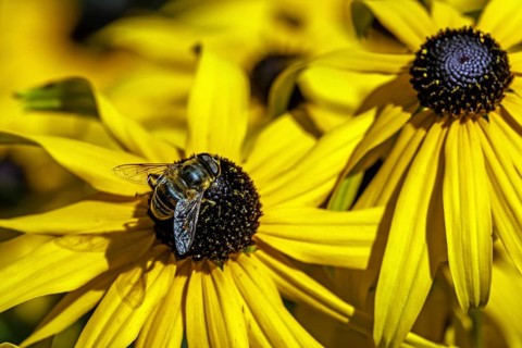 Hoverfly (Syrphidae) sits on a sunflower (Rudbeckia hirta), Baden-Württemberg, Germany, Europe