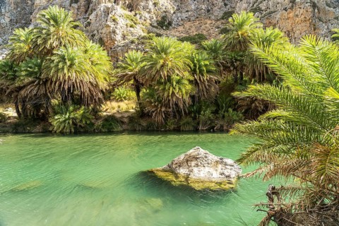 Phoenix theophrasti palms and the river Megalopotamos in the gorge of Preveli, Crete, Greece,