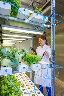 Dinslaken, North Rhine-Westphalia, Germany, Regional vegetable cultivation at the sewage treatment