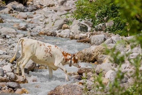 Holstein Friesian cattle crossing a creek on an alpine pasture. Eng valley, Austria, Europe