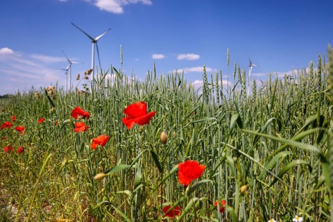 Lichtenau, North Rhine-Westphalia, Germany, flowering strip on a wheat field, poppies, behind a