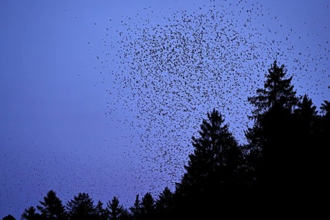 Approximately 1 million bramblings (Fringilla montifringilla), in flight over their roost at dusk,