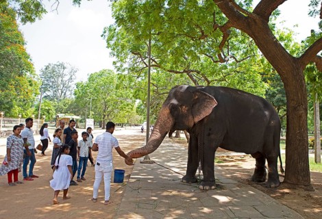Sri Lankan pilgrims feeding the temple elephant at the Buddhist temple Ruhunu Maha Kataragama
