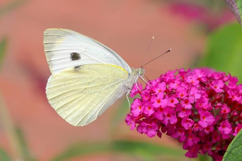 A Cabbage butterfly (Pieris brassicae) sucking nectar on a butterfly-bush (Buddleja davidii) in a