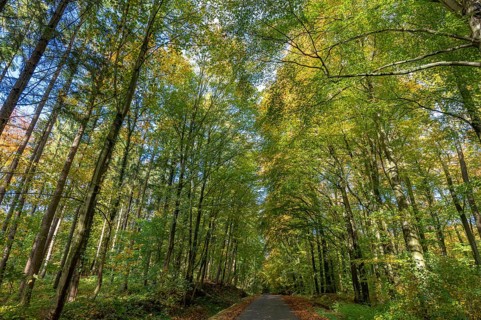 Autumnal beech forest (Fagus) on a village street Rehna, Mecklenburg-Vorpommern, Germany, Europe