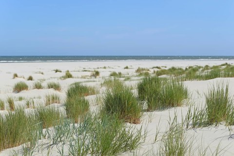 View of the foredune landscape with marram grass (Ammophila arenaria), extensive beach, blue sky,