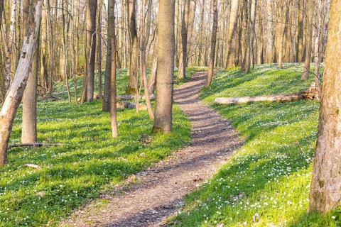 Path through the forest with flowering wood anemones (Anemone nemorosa) in spring, Petzschwitz,