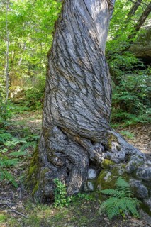Twisted tree trunk, Grés d'Annot sandstone labyrinth hike, Alpes-de-Haute-Provence, France, Europe