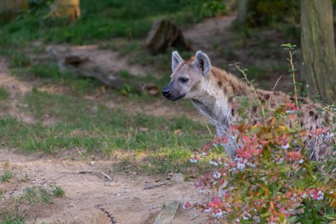 One young adult male spotted hyena (Crocuta crocuta), or laughing hyena standing behind some bushes