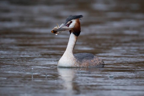 Great crested grebe (Podiceps cristatus) adult bird on a lake with a Bullhead fish in its beak,