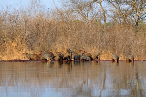 Zebra mongoose (Mungos mungo), adult, group, at the water, drinking, Kruger National Park, Kruger
