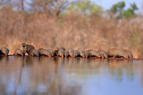 Zebra mongoose (Mungos mungo), adult, group, at the water, drinking, Kruger National Park, Kruger