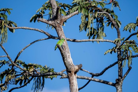 Brown hooded parrot sitting on a branch, Puntarenas province, Costa Rica, Central America
