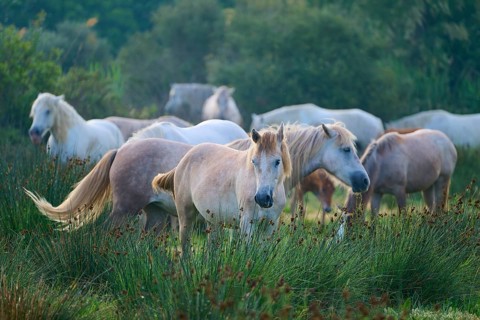 A herd of white Camargue horses grazing peacefully in a green pasture on a summer's day, Camargue,
