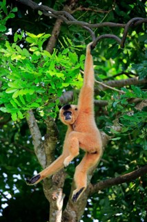 Yellow-cheeked gibbon, Yellow-cheeked gibbon (Nomascus gabriellä), adult, female, hanging in a