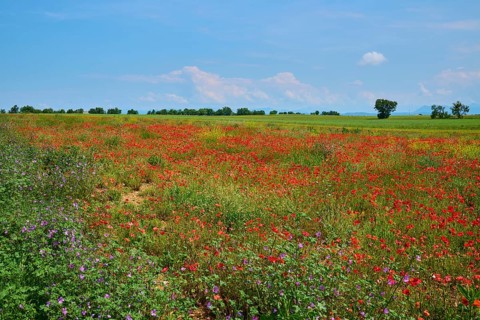 Flower meadow with poppies (Papaver), and sage (Salvia), in the background trees and a slightly
