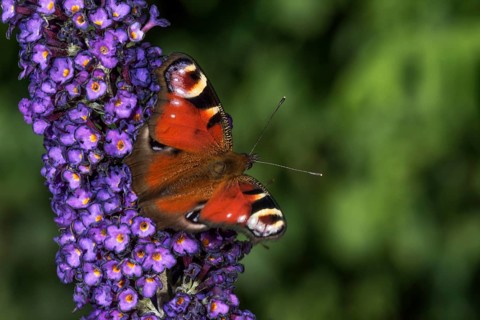 Peacock butterfly (Inachis io) on purple flowers of butterfly bush (Buddleja) in green