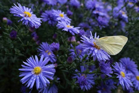 A Small white (Pieris rapae) sitting on the flower of an aster (Aster sp.), surrounded by many