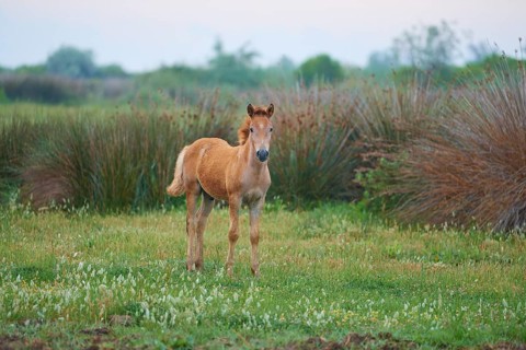 Camargue horse foal stands on the meadow and looks into the camera, Summer, Camargue, France,