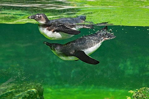 African penguin (Spheniscus demersus), swimming, captive