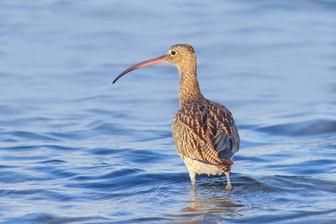 Eurasian curlew, Eurasian curlew (Numenius arquata) foraging in the shallow waters of the Baltic