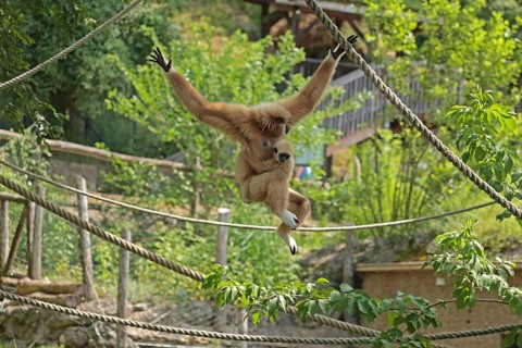 White-handed gibbon (Hylobates lar), captive
