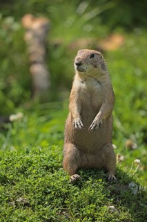 Black-tailed prairie dog (Cynomys ludovicianus), captive