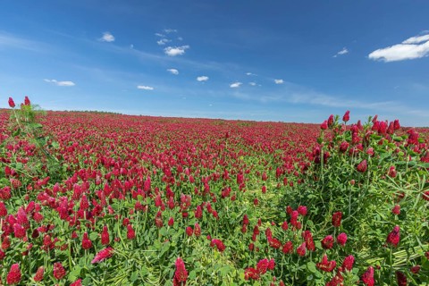 Flowering field of Trifolium incarnatum, crimson clover or Italian clover. This clover is used as
